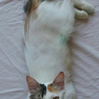 Chinchilla, Kedi  Calico ipek fotoğrafı