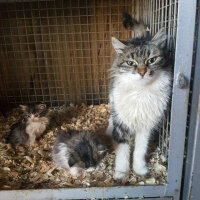 Tekir Kedi, Kedi  Zeytin ve Peynir fotoğrafı