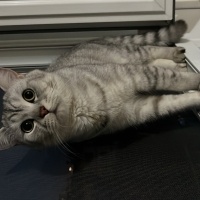 British Shorthair, Kedi  Paşa fotoğrafı