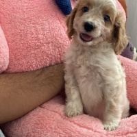 Yorkshire Terrier, Köpek  Odin fotoğrafı
