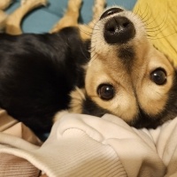 Pomeranyalı, Köpek  Şekerim fotoğrafı