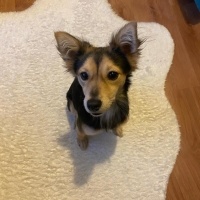 Pomeranyalı, Köpek  Şekerim fotoğrafı