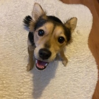 Pomeranyalı, Köpek  Şekerim fotoğrafı