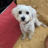 Maltese, Köpek  Bulut fotoğrafı