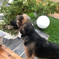 Alman Çoban Köpeği, Köpek  eva fotoğrafı