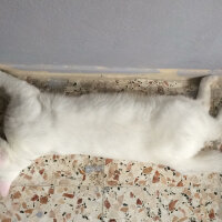 Ankara Kedisi, Kedi  Coco fotoğrafı