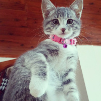 Tekir Kedi, Kedi  Bihter  fotoğrafı