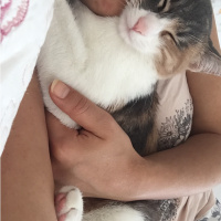 Tekir Kedi, Kedi  Şımarık fotoğrafı