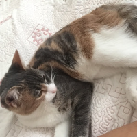 Tekir Kedi, Kedi  Şımarık fotoğrafı
