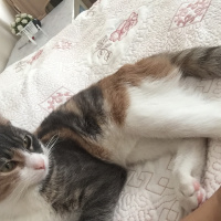 Tekir Kedi, Kedi  Şımarık fotoğrafı