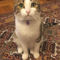 Tekir Kedi, Kedi  Yumak  fotoğrafı