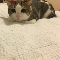 Tekir Kedi, Kedi  Yumak  fotoğrafı
