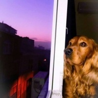 Amerikan Cocker Spaniel, Köpek  Tarçın fotoğrafı