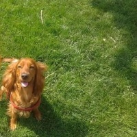 Amerikan Cocker Spaniel, Köpek  Tarçın fotoğrafı