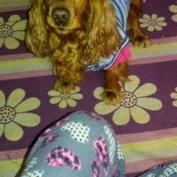 Amerikan Cocker Spaniel, Köpek  Tarçın fotoğrafı