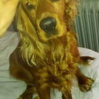 Amerikan Cocker Spaniel, Köpek  Tarçın fotoğrafı