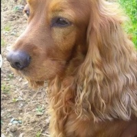 Amerikan Cocker Spaniel, Köpek  Tarçın fotoğrafı