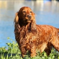 Amerikan Cocker Spaniel, Köpek  Tarçın fotoğrafı