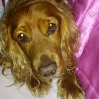 Amerikan Cocker Spaniel, Köpek  Tarçın fotoğrafı
