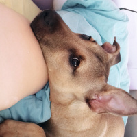 Sokö (Sokak Köpeği), Köpek  Laika fotoğrafı