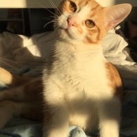 Sarman, Kedi  şans fotoğrafı