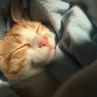 Sarman, Kedi  şans fotoğrafı