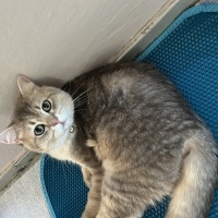 British Shorthair, Kedi  Çarşaf fotoğrafı