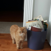 Exotic Shorthair, Kedi  Çakıl fotoğrafı