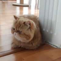 Exotic Shorthair, Kedi  Çakıl fotoğrafı
