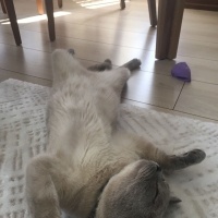 British Shorthair, Kedi  Bulut fotoğrafı