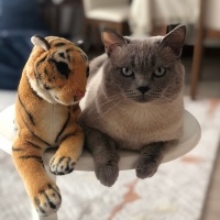 British Shorthair, Kedi  Bulut fotoğrafı