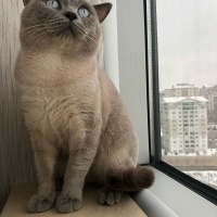 British Shorthair, Kedi  Bulut fotoğrafı