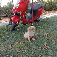 Pekingese, Köpek  Süslü fotoğrafı