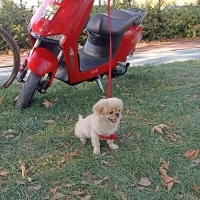 Pekingese, Köpek  Süslü fotoğrafı