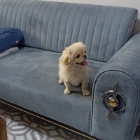 Pekingese, Köpek  Süslü fotoğrafı