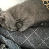 Scottish Fold, Kedi  duman fotoğrafı