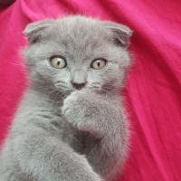 Scottish Fold, Kedi  duman fotoğrafı