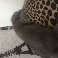Scottish Fold, Kedi  duman fotoğrafı