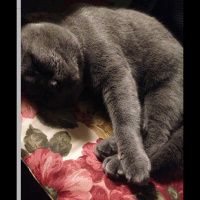 Scottish Fold, Kedi  duman fotoğrafı