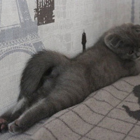 Scottish Fold, Kedi  duman fotoğrafı