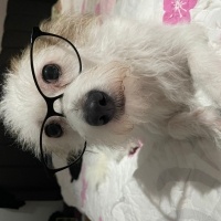Sokö (Sokak Köpeği), Köpek  Tüylü fotoğrafı
