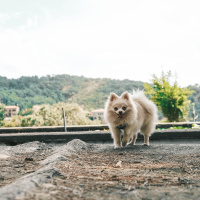 Pomeranyalı, Köpek  Küçük fotoğrafı