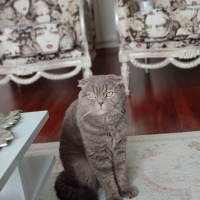 Scottish Fold, Kedi  Mücüş, kimlikte duman fotoğrafı
