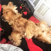 İngiliz Cocker Spaniel, Köpek  Leo fotoğrafı