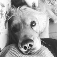 İngiliz Cocker Spaniel, Köpek  Leo fotoğrafı