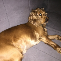 İngiliz Cocker Spaniel, Köpek  Leo fotoğrafı