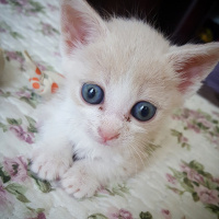 Tekir Kedi, Kedi  Badem fotoğrafı