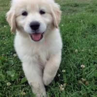 Golden Retriever, Köpek  Şila fotoğrafı