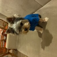 Yorkshire Terrier, Köpek  Carlos fotoğrafı