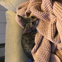 Tekir Kedi, Kedi  Mavi fotoğrafı